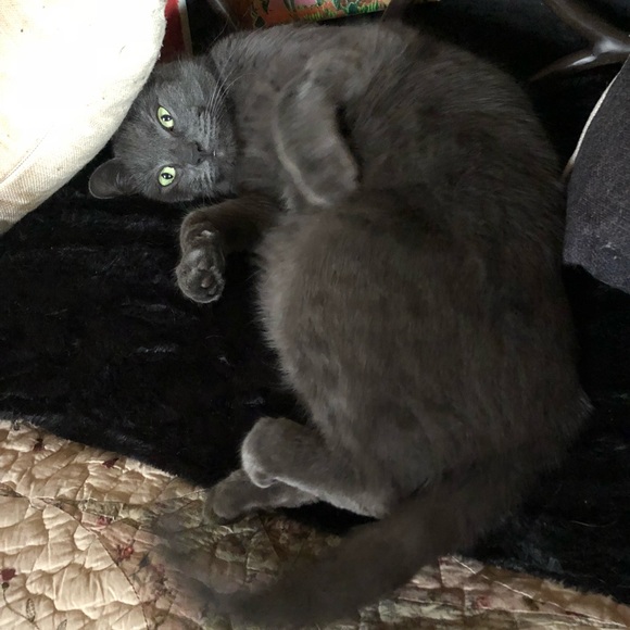 Meet your Posher, Carrie Jo - Picture 7 of 8